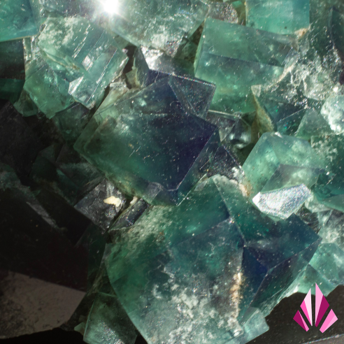 Fluorine verte de Diana Maria, Angleterre, gros plan sur les cristaux cubiques en lumière naturelle