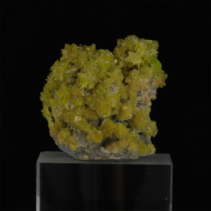 Pyromorphite de France à cristaux prismatiques jaune-vert sur gangue