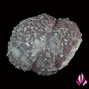 Lithophyse (ref243) Esterel Var 2