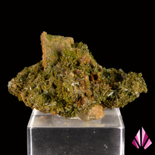 Pyromorphite de France à cristallisation vert olive dense sur gangue, vue arrière