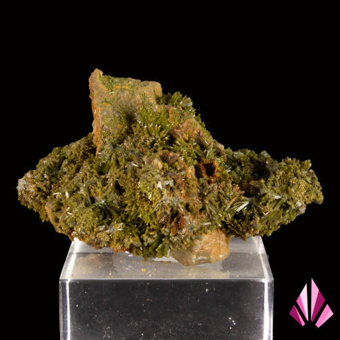 Pyromorphite de France à cristallisation vert olive dense sur gangue, vue arrière