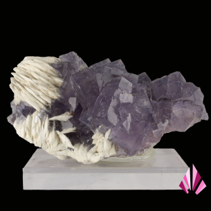 Fluorine violette et baryte blanche de Berbes, Espagne, cristaux cubiques sur socle